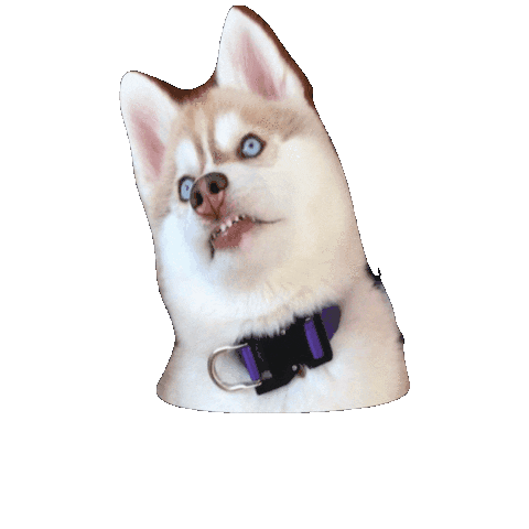 Hugogl'Eclair Dog Sticker - Hugogl'Eclair Dog Husky Stickers