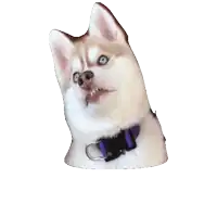 a husky dog with blue eyes and a purple collar making a funny face