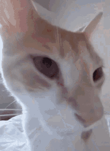 a close up of a cat looking at the camera