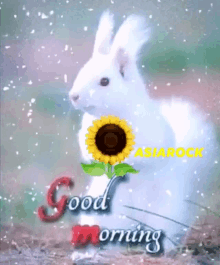 asiarock good morning snowing bunny rabbit