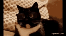 Cat Funny GIF - Cat Funny Animl GIFs