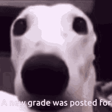 Schoology Grades GIF - Schoology Grades Posted GIFs