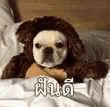 ฝันดี GIF - Good Night Viralhog Dog GIFs
