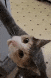 a close up of a cat 's face looking up at the camera on a tiled floor .