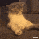 a cat is sitting on its back on a couch looking at the camera .