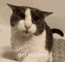 Sog Cat Soggy Cat GIF - Sog Cat Soggy Cat Sogged Cat GIFs