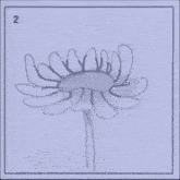 Bloom Flower GIF - Bloom Flower Guarimba GIFs