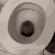 Cat Katinas GIF - Cat Katinas Toilet GIFs
