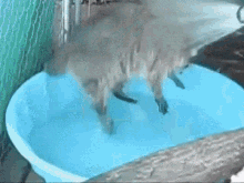 Poll Pool Party GIF - Poll Pool Party GIFs