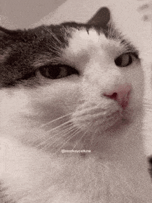 a close up of a cat 's face with the caption @monkeycatluna on the bottom