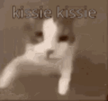 Smooch Kissie Kissie GIF - Smooch Kissie Kissie Cats GIFs