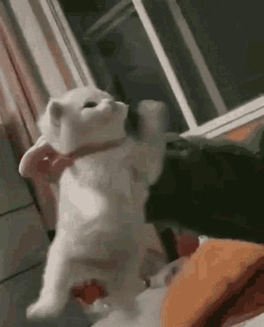 White cat very angry on Make a GIF