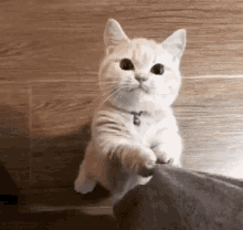 Cat Cute GIF - Cat Cute 귀여운 GIFs