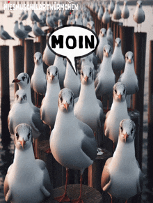 Hipster Meer GIF - Hipster Meer Moin GIFs