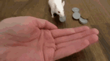 Saving Your Pennies GIF - Animals Mice Mouse GIFs
