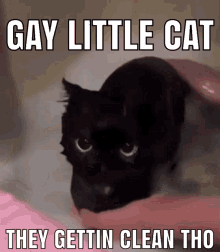 Gay Little Cat They Gettin Clean Tho GIF - Gay Little Cat They Gettin Clean Tho Cat GIFs