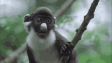 Flouflis Monkey GIF - Flouflis Monkey What GIFs
