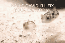 Hello David GIF