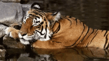 Tiger Sleeping GIF - Tiger Sleeping GIFs