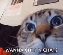 Cat Kitty GIF - Cat Kitty Feline GIFs