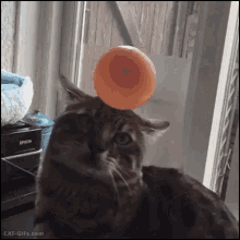 Balloon GIF - Balloon Cat Stuck GIFs