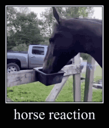 Horse Horse Reaction GIF - Horse Horse Reaction Reaction GIFs