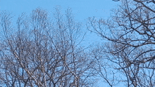 a tree with a blue sky behind it