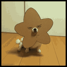 pamela chougne dog flower