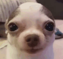 Dog Dream Gerogenotfound Pug Chihuahua No Yes Animals GIF