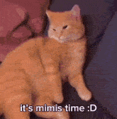 Sleepy Time Mimis Time GIF - Sleepy Time Mimis Time Us As Cats GIFs