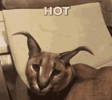 Floppa Hot Tub GIF - Floppa Hot Tub Psm GIFs