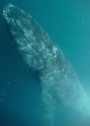 whale tumblr