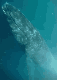 whale sleeping sea ocean calming