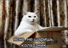 a white cat is sitting in a cardboard box with a nike.com logo on it