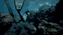 Catching Fish Kimi Werner GIF - Catching Fish Kimi Werner Gordon Goes Spearfishing For Snapper GIFs