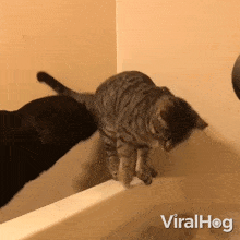 Dog Knocks A Kitty Into The Bathtub Cat GIF