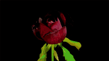 red rose bloom