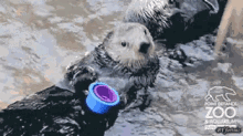 Otter Noneofthat GIF - Otter Noneofthat Wtf GIFs