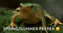 a frog with the words spring / summer peeper written below it