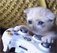 Sad Cat GIF - Sad Cat Gaming GIFs