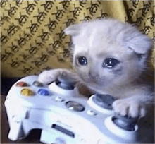 Clinomi Sad Cat Dance GIF - Clinomi Sad Cat Dance - Discover & Share GIFs