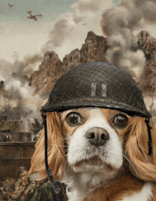 a dog wearing a soldier 's helmet with the number 14 on it