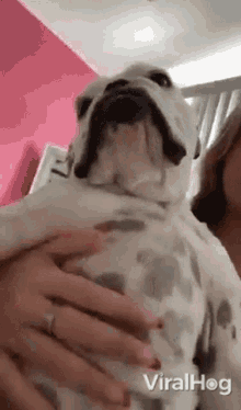 Bulldog Viralhog GIF - Bulldog Viralhog Tapping Belly GIFs