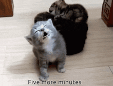 a picture of a kitten with the words five more minutes below it