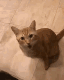 Oh No Cat GIF - Oh No Cat Shocked GIFs