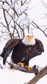 a bald eagle perched on a snow covered tree branch