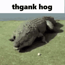 Thank God Alligator GIF - Thank God Alligator Exploding GIFs