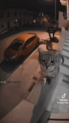 a cat standing in front of a car with tik tok written on the bottom right