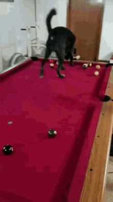 Cute Dog GIF - Cute Dog Pool GIFs