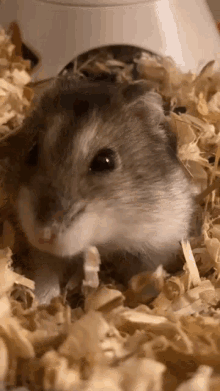 Boris Hamster GIF - Boris Hamster Russian GIFs